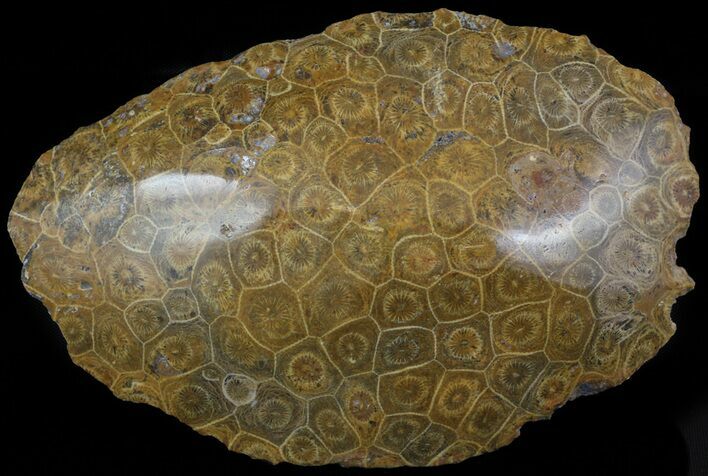 Polished Fossil Coral Head - Morocco #44908